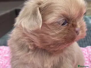 Shih Tzu dogs Beautiful imperial Shihzu puppies mix of colours - Advert 3