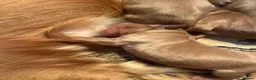 Cockapoo dogs for sale: 6 beautiful cockapoos  - Advert 14