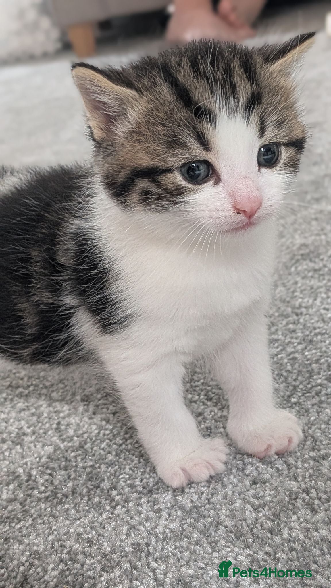 Mixed Breed cats 1 beautiful boy left...Gorgeous kittens. - Advert 5
