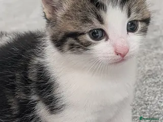 Mixed Breed cats 1 beautiful boy left...Gorgeous kittens. - Advert 5