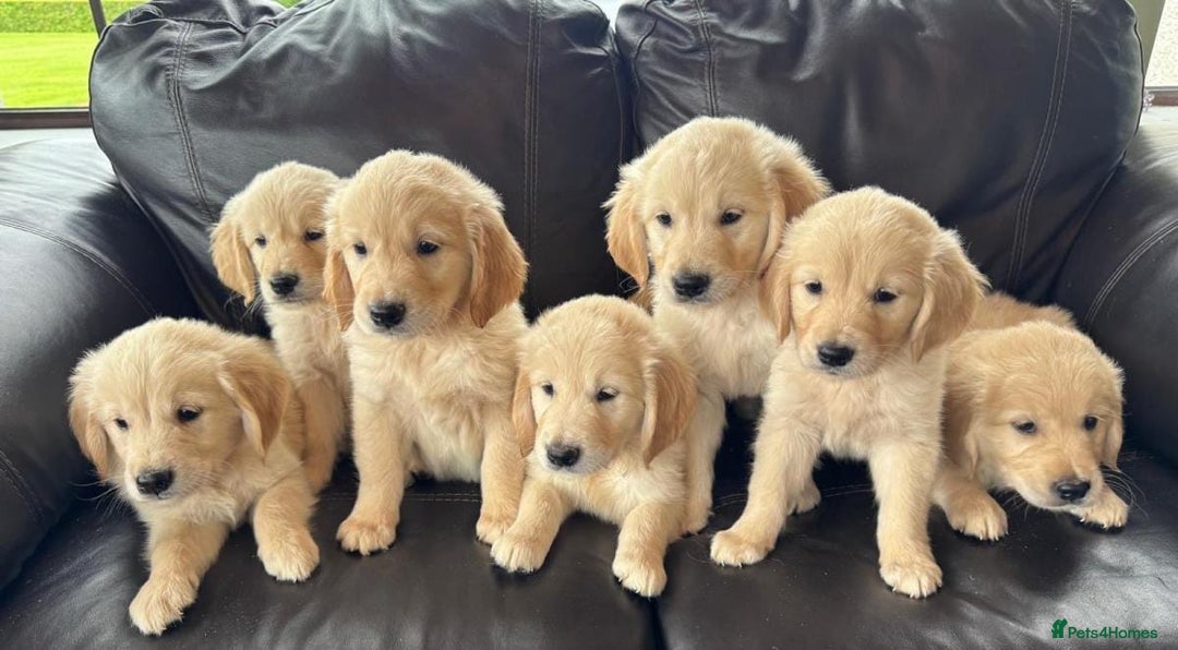 Golden Retriever dogs for sale: Golden retriever puppies - Advert 1