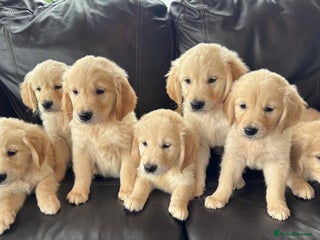 Golden Retriever dogs Golden retriever puppies - Advert 1