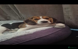 Beagle dogs for sale: Beagle boy for rehoming - Image 4