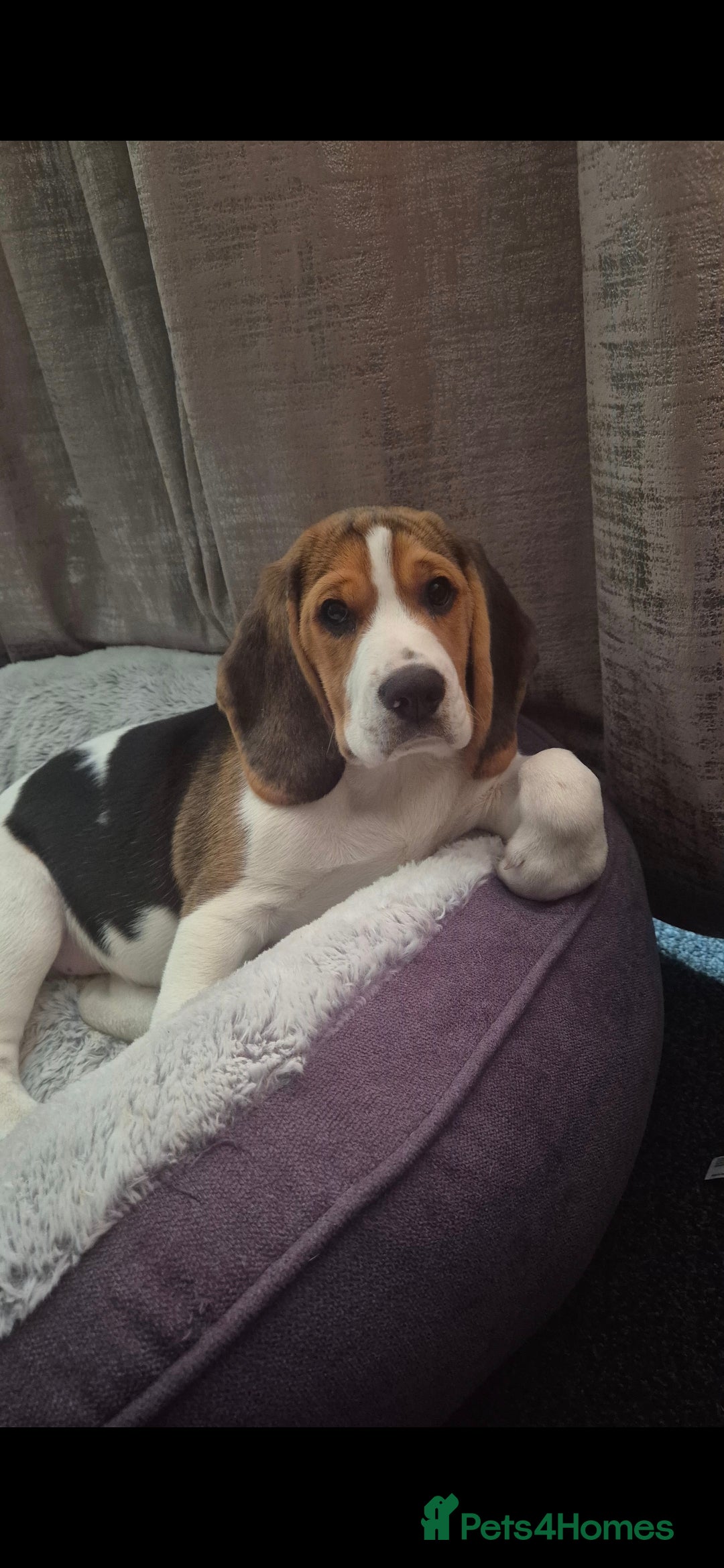 Beagle dogs for sale: Beagle boy for rehoming - Image 4