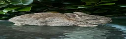 Mini Lop rabbits for sale: Mini lop, holland lop, netherland dwarf - Advert 25