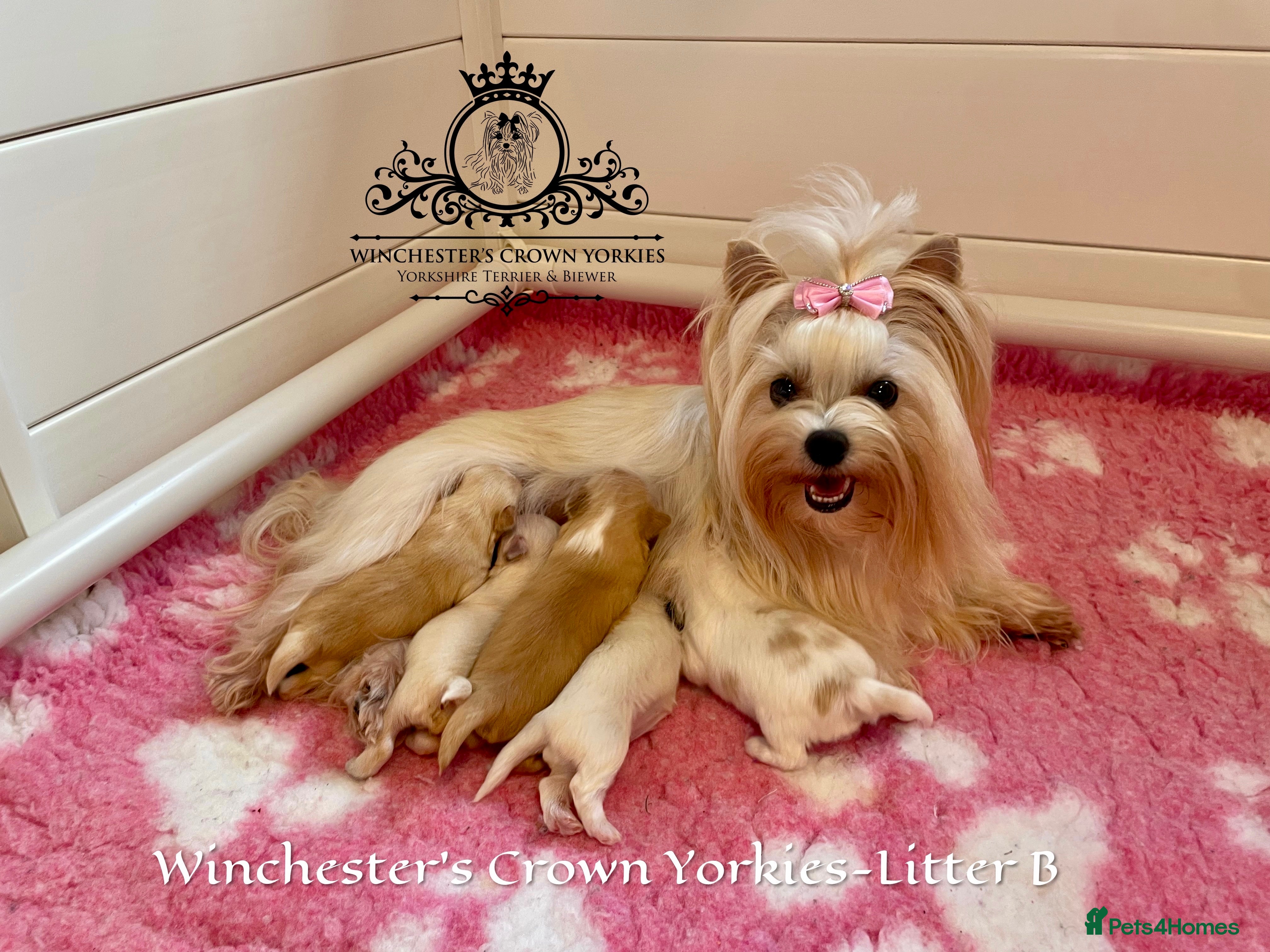 Yorkshire Terrier dogs ❤️Only 1 Girl left Golddust YT🥇Champion heritage! - Advert 3