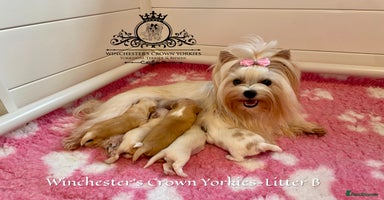 Yorkshire Terrier dogs - Advert 5