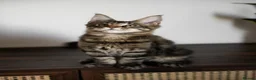 Maine Coon cats for sale: 5 Beautiful Russian Import Kittens TICA - Advert 20