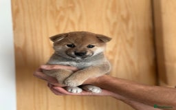 Japanese Shiba Inu dogs for sale: Gorgeous, KC-Registered Shiba Inu Puppies - Image 7