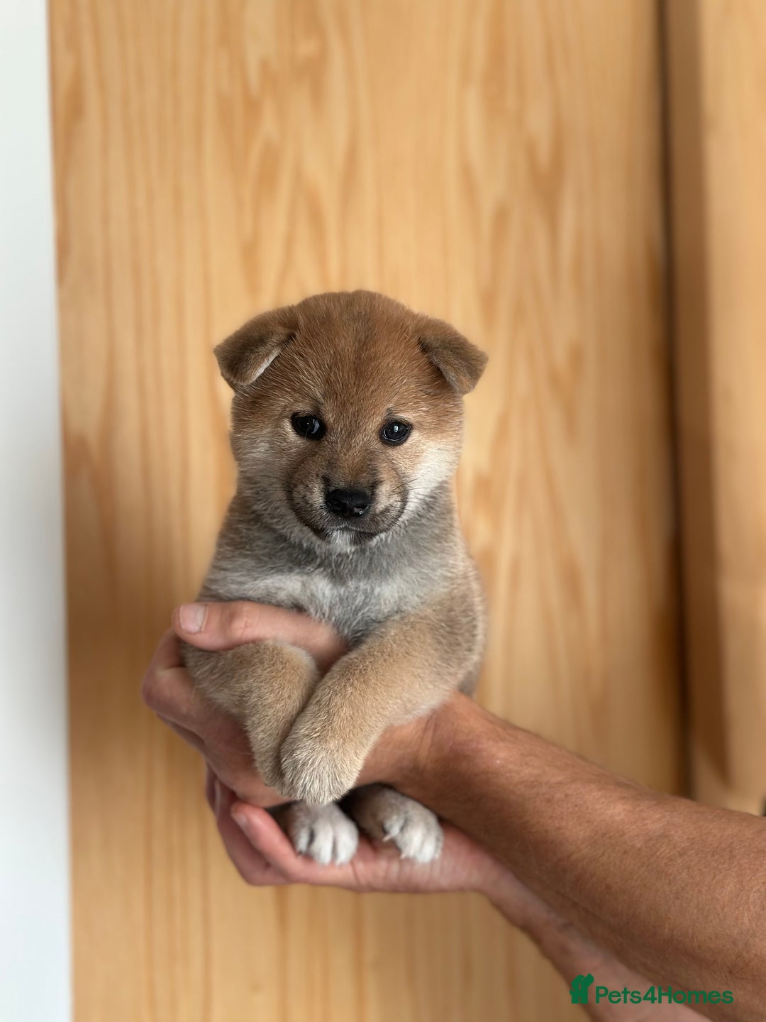 Japanese Shiba Inu dogs for sale: Gorgeous, KC-Registered Shiba Inu Puppies - Image 7