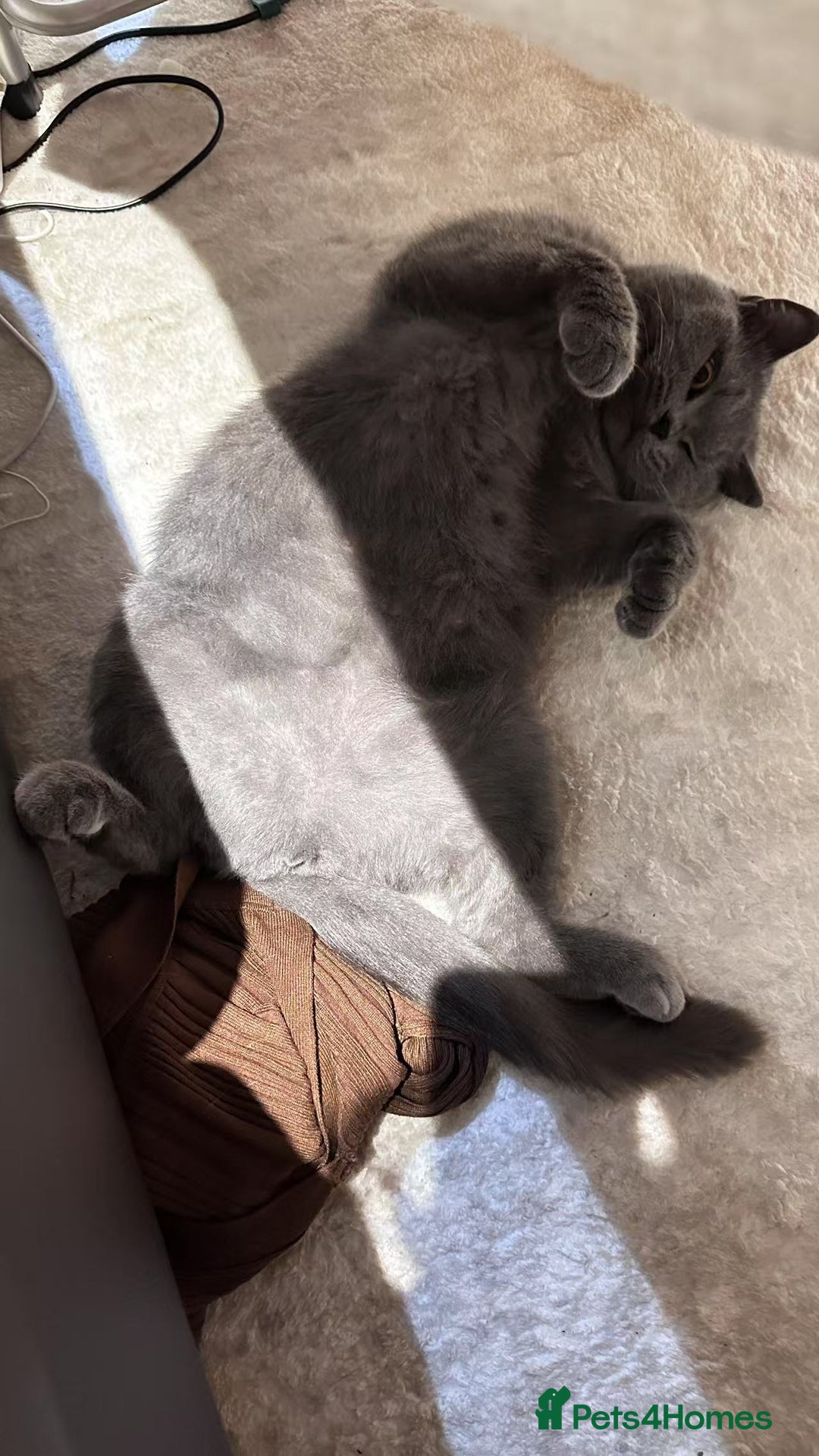 British Shorthair cats for sale: GCCF Active British shorthair blue queen for sale - Image 2