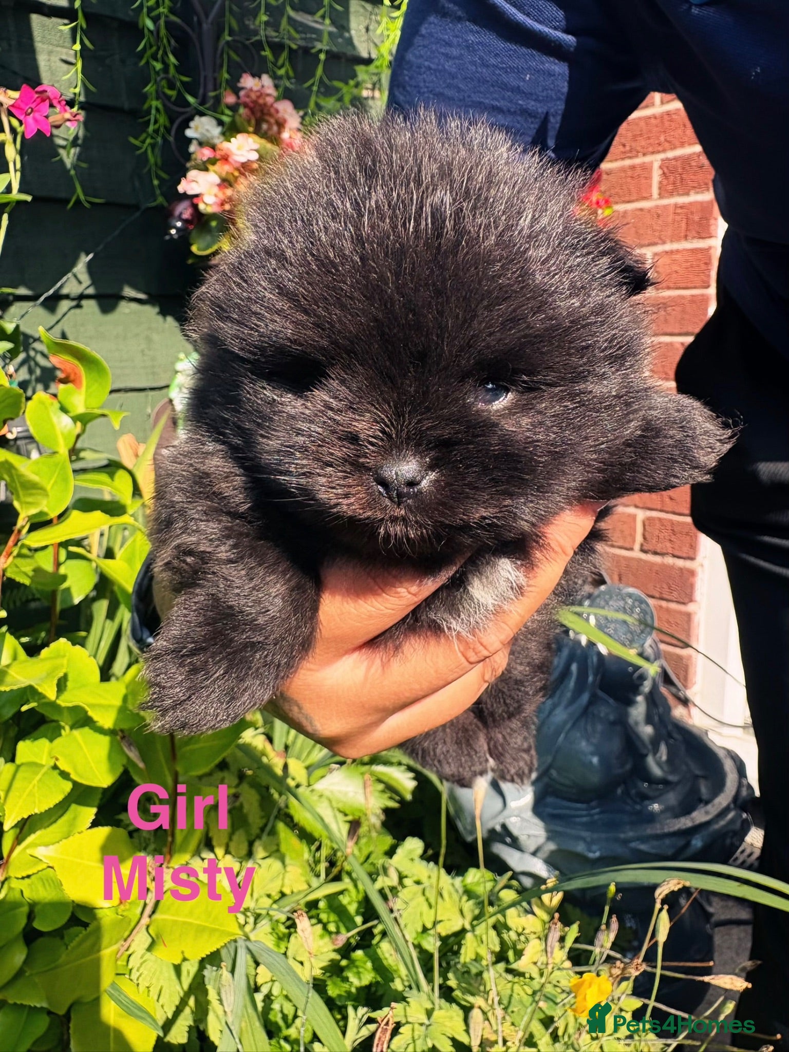 Pomeranian dogs Pomeranian puppies  - Advert 1