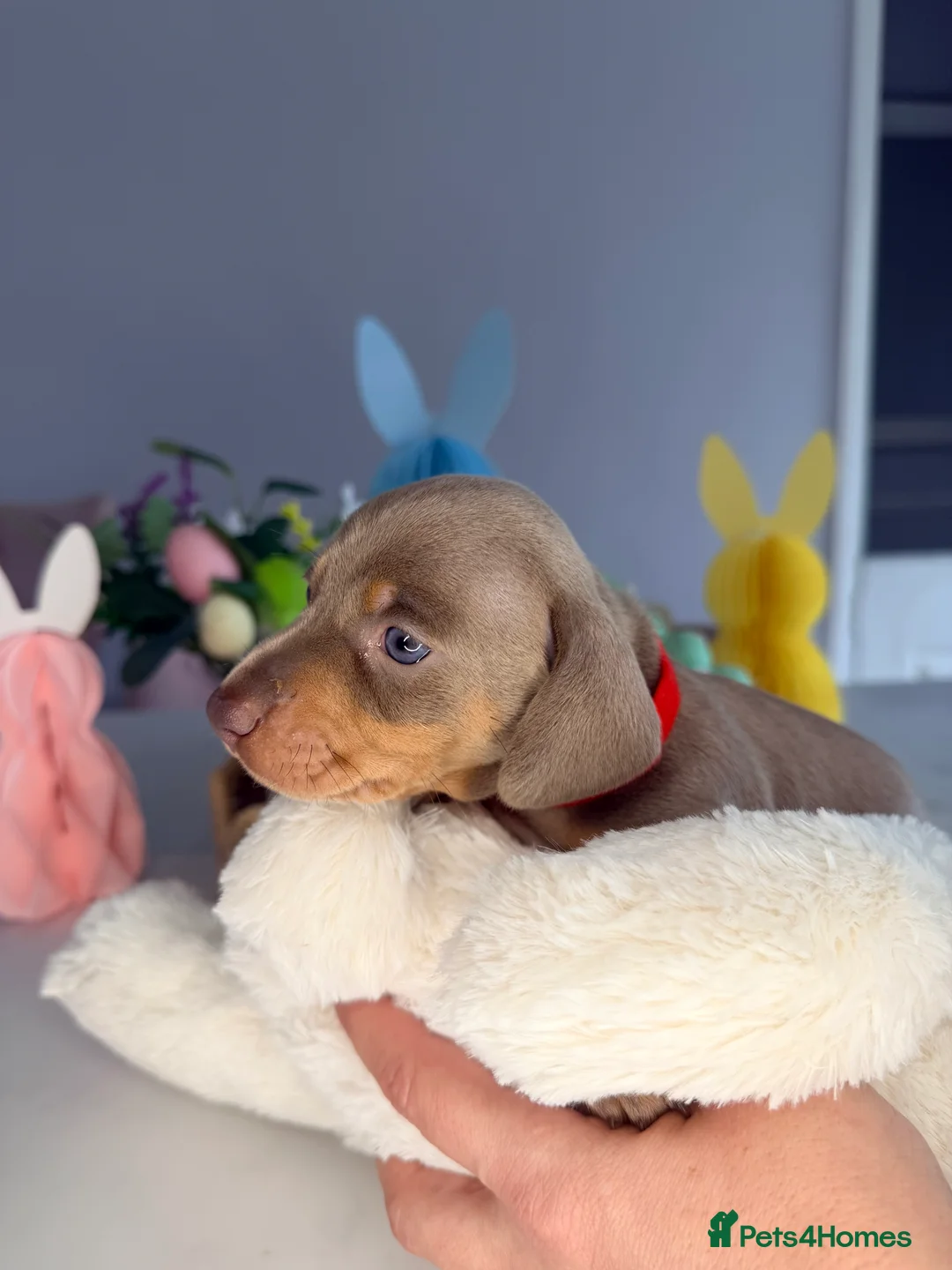 Miniature Dachshund dogs for sale: Miniature Dachshunds KC Reg  - Advert 16