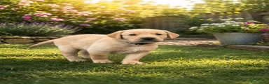 Labrador Retriever 3