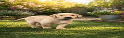 Labrador Retriever dogs for sale: Exceptional Labrador puppies  - Advert 8
