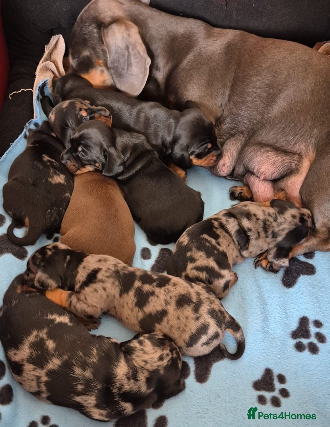 Miniature Dachshund dogs for sale: Stunning Pedigree Miniature Dachshund pups  - Image 15