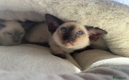 Siamese cats for sale: Siamese kittens - girls  - Image 4