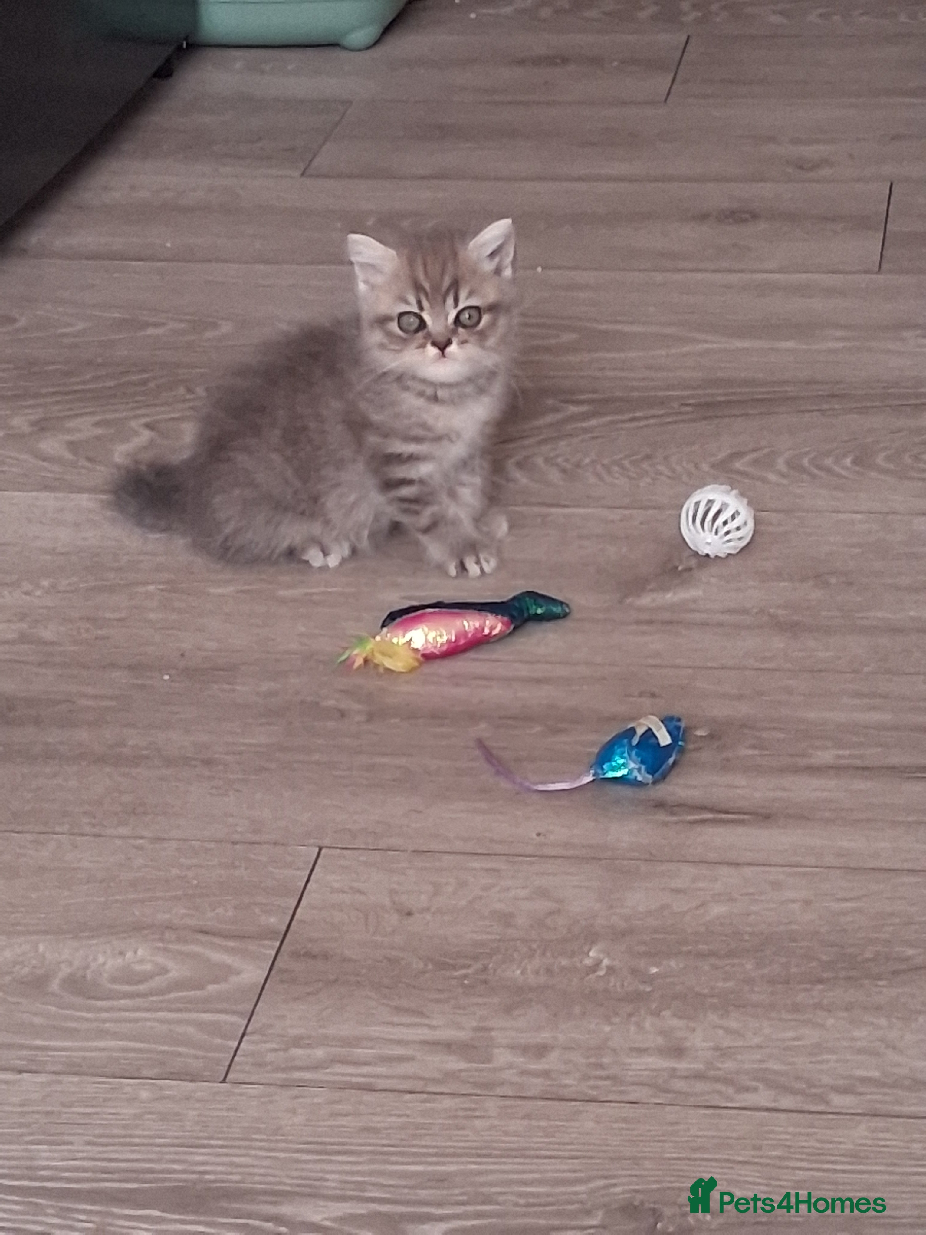 Scottish Fold cats Scottish fold/Persian kittens - Advert 8