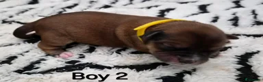 Puppy 5