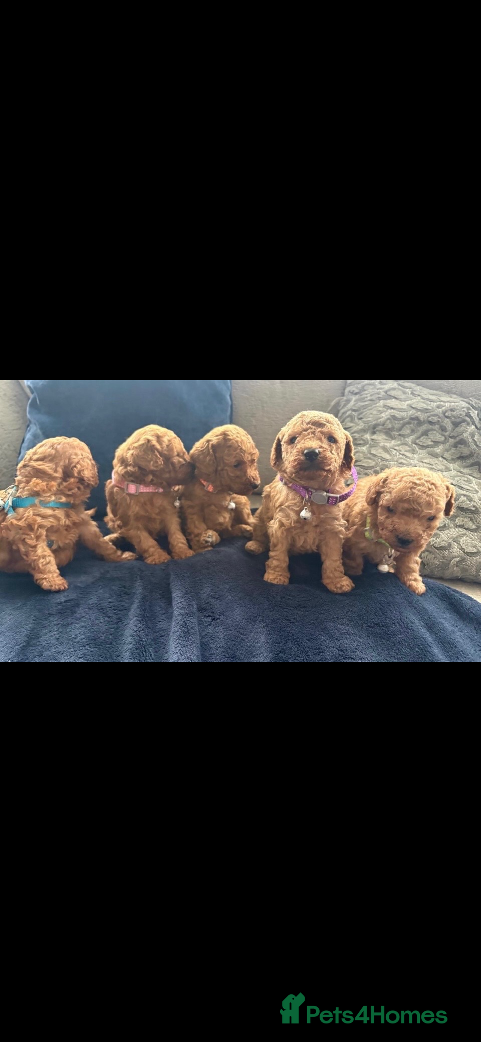Toy Poodle dogs for sale: Stunning toy poodles  - Advert 3