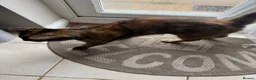 Mixed Breed cats for sale: Adorable cat in Ashford - Advert 2