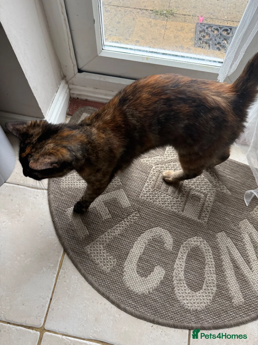 Mixed Breed cats for sale: Adorable cat in Ashford - Advert 2