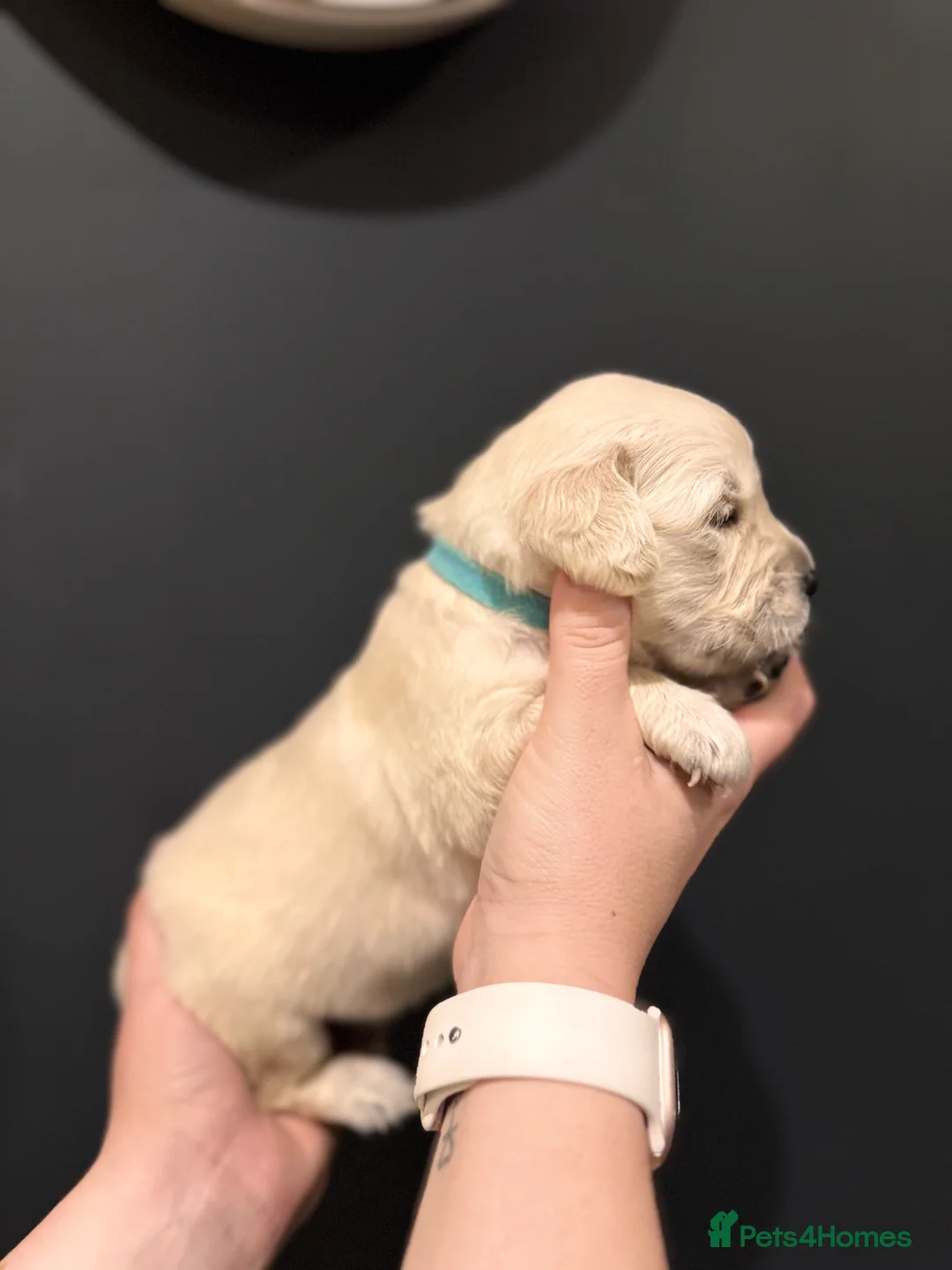 Golden Retriever dogs for sale: Champion line-KC Reg. Golden Retriever Puppies💖💙 - Advert 26