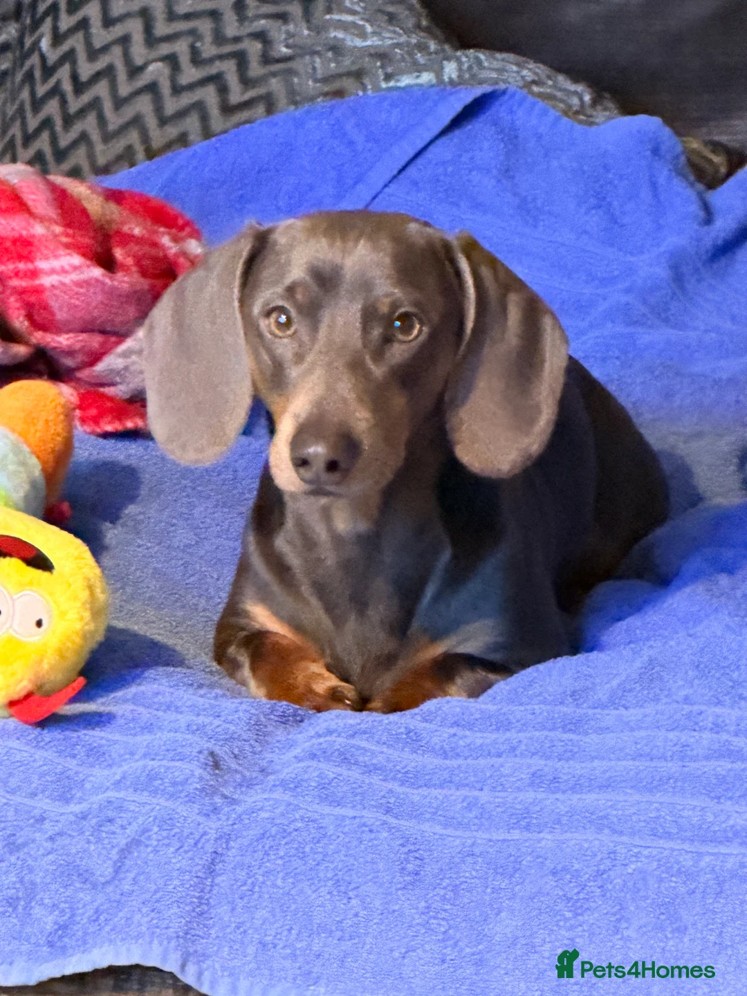 Dachshund dogs for stud: Beautiful stud with great conformation and muscle  - Advert 2