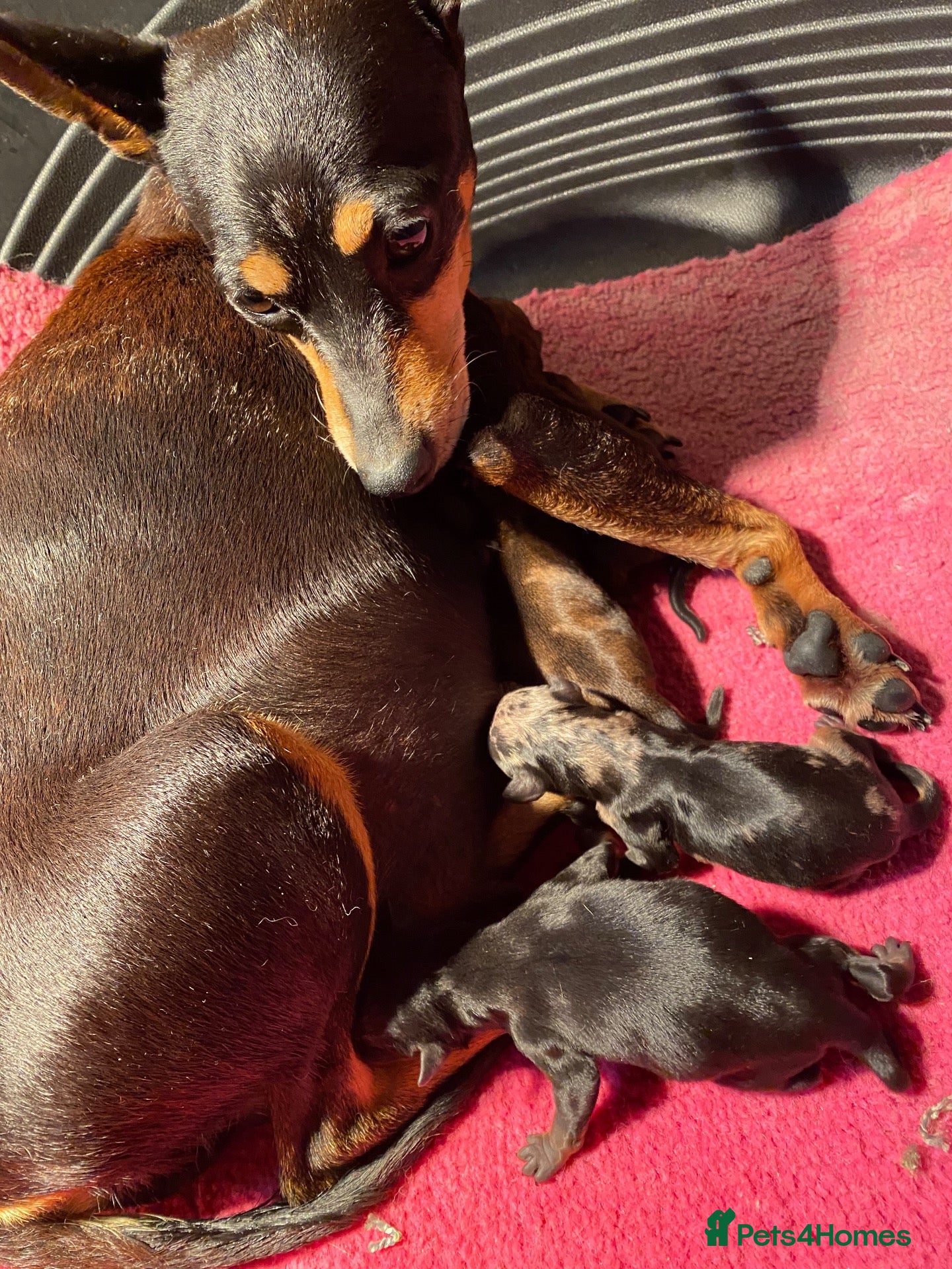 Miniature Pinscher dogs Stunning Rare Merle miniature pincher puppy’s - Advert 1
