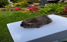 Guinea Pig rodents for sale: Baby boars  - Image 23