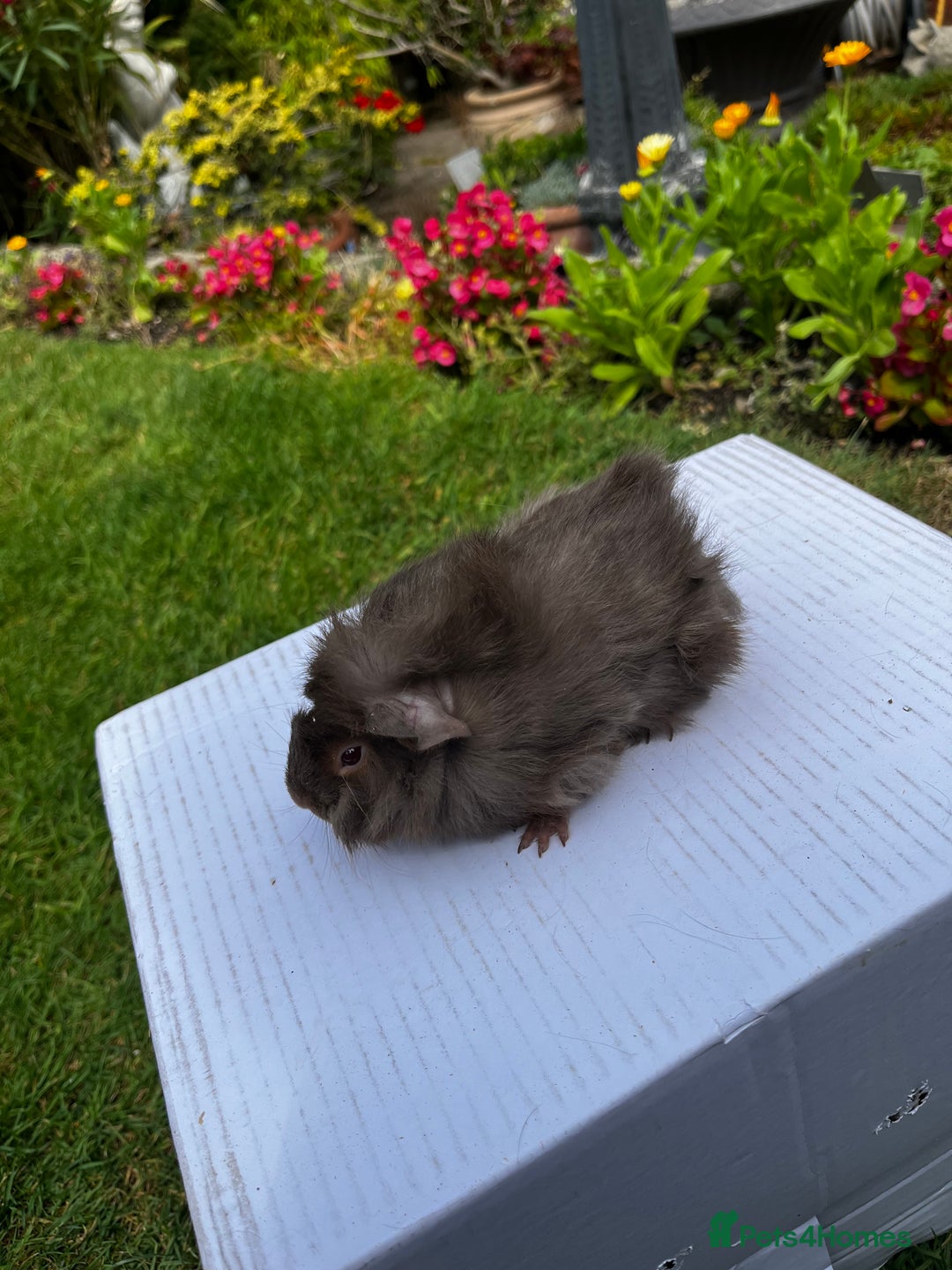 Guinea Pig rodents for sale: Baby boars  - Image 23