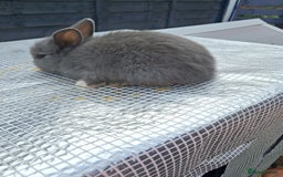 Lionhead rabbits for sale: lionhead bunnies  - Image 8