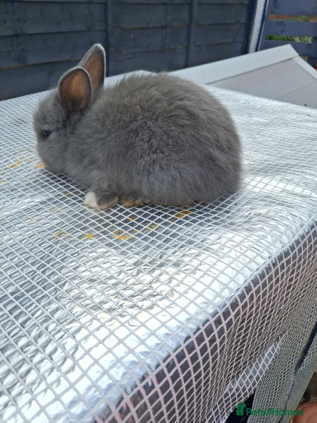 Lionhead rabbits for sale: lionhead bunnies  - Image 8