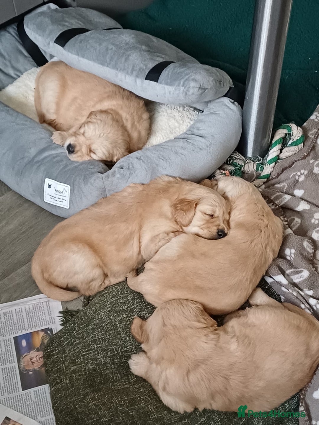 Golden Retriever dogs for sale: Golden retrievers  - Advert 8