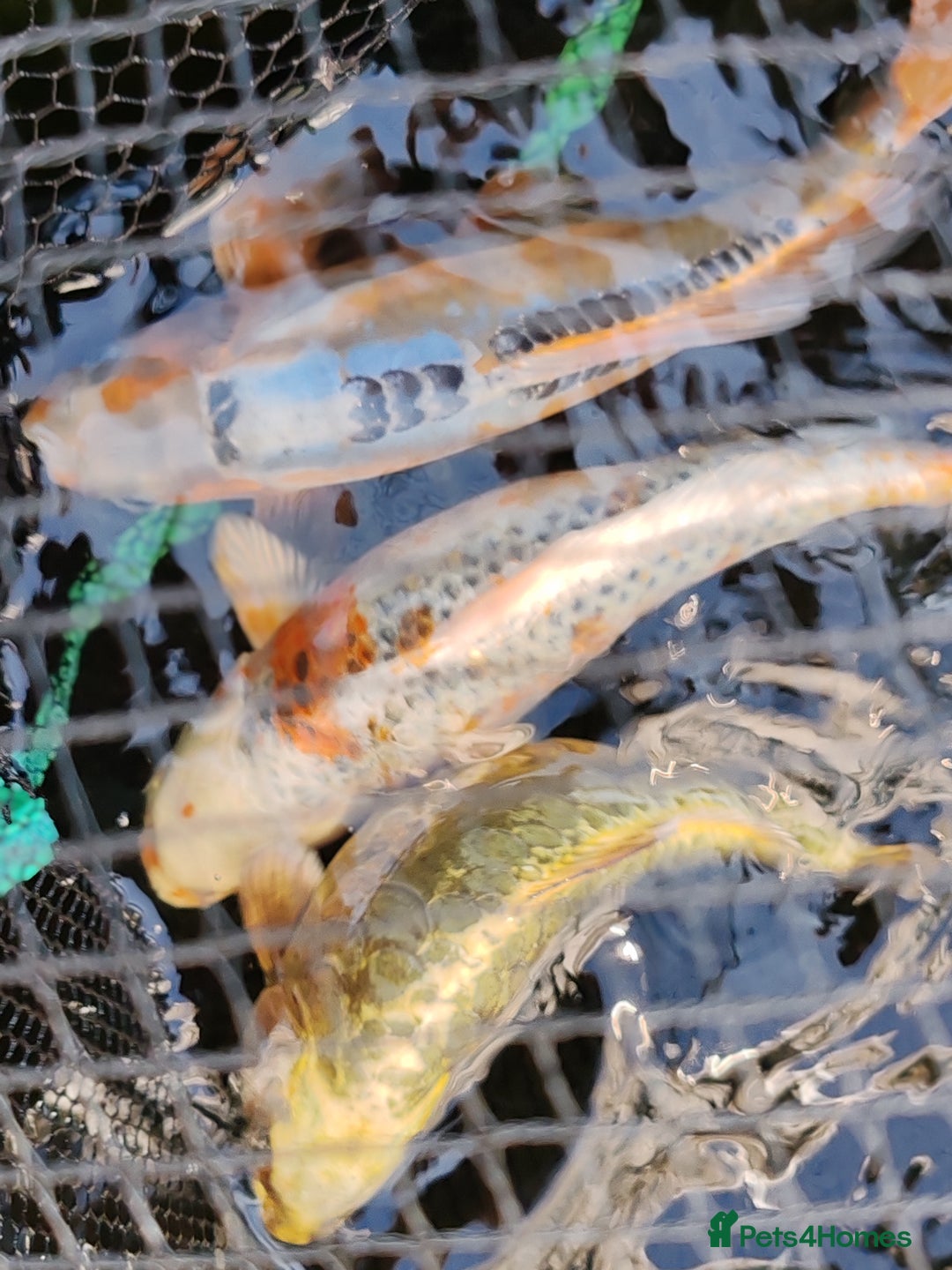 Koi Carp fish for sale: KOI FOR SALE - Image 3