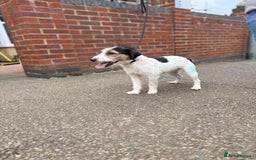 Jack Russell dogs for sale: Jack Russell terrier puppies  - Image 4