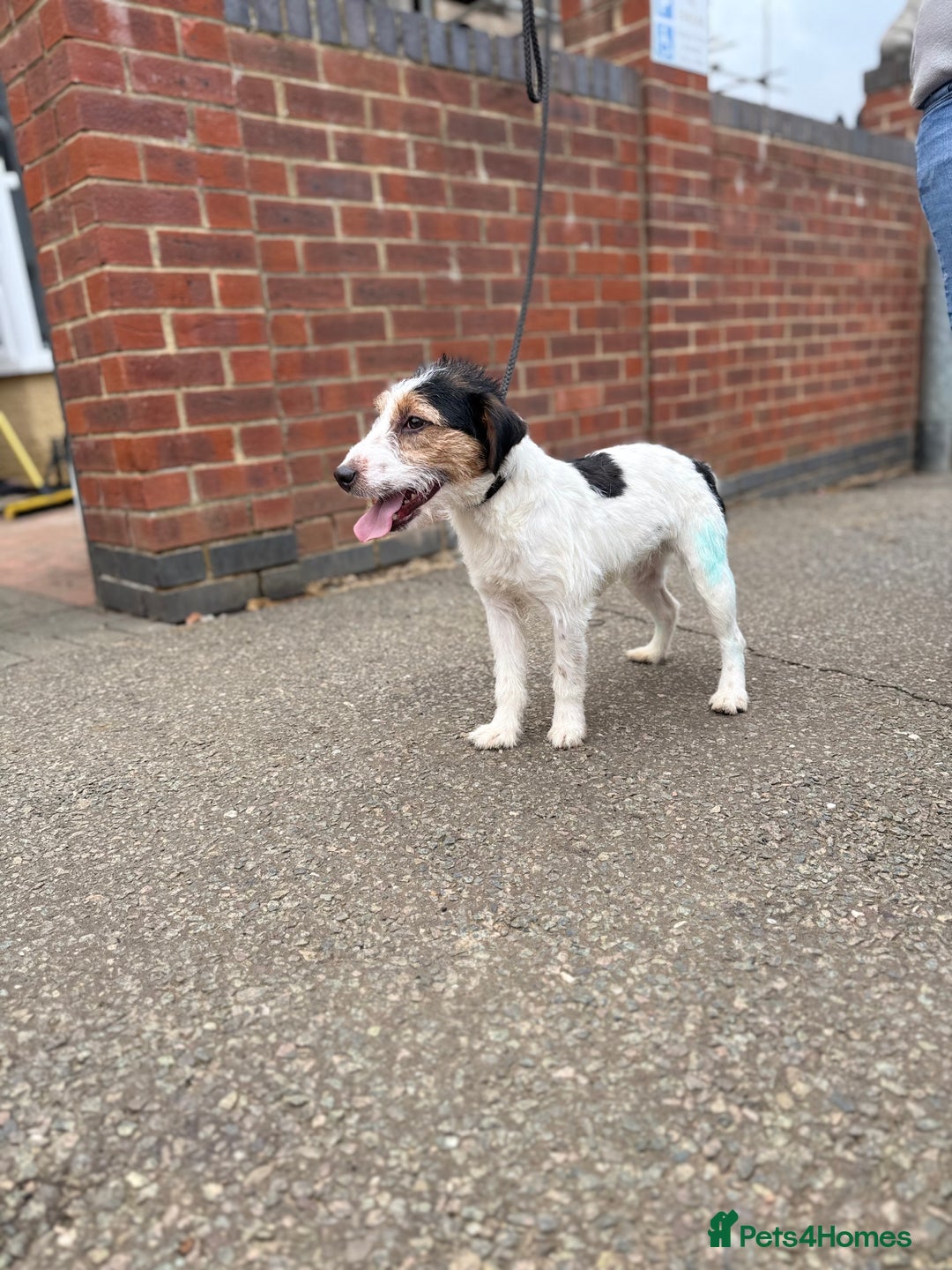 Jack Russell dogs for sale: Jack Russell terrier puppies  - Image 4