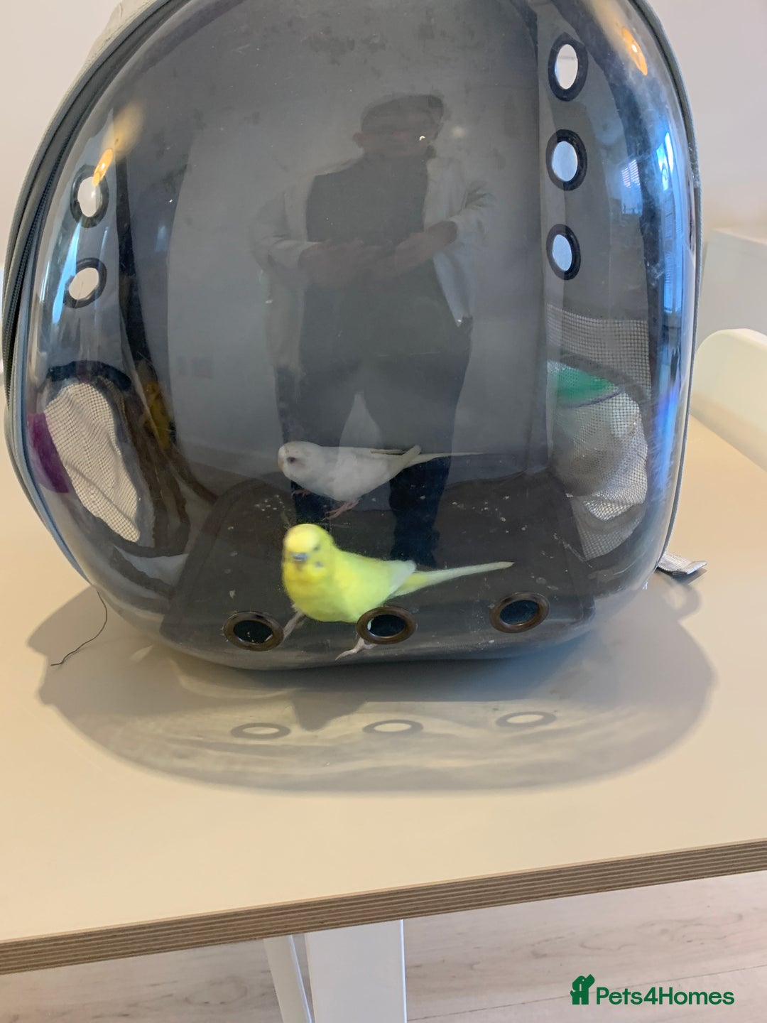 Budgerigars birds for sale: Budgies for sale !!!! £70 *read description * - Advert 4