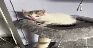 British Shorthair cats - Advert 11