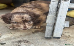 Sproodle dogs for sale: F1 Sproodle Puppies  - Image 12