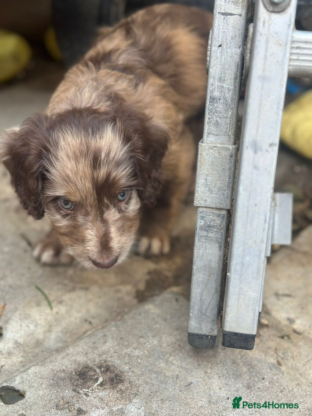 Sproodle dogs for sale: F1 Sproodle Puppies  - Image 12