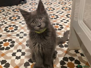 Maine Coon cats Maine coon polydactyl pedigree kittens - Advert 4