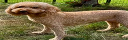 Standard Poodle dogs for adoption: 🐾 GLORIA – Female Miniature Poodle 🐾 in Caterham - Advert 4