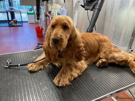 Cocker Spaniel dogs Exceptional KC registered Show Cocker Spaniels - Advert 2