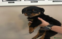 Rottweiler dogs for sale: Chunky Rottweilers for Sale - Image 11