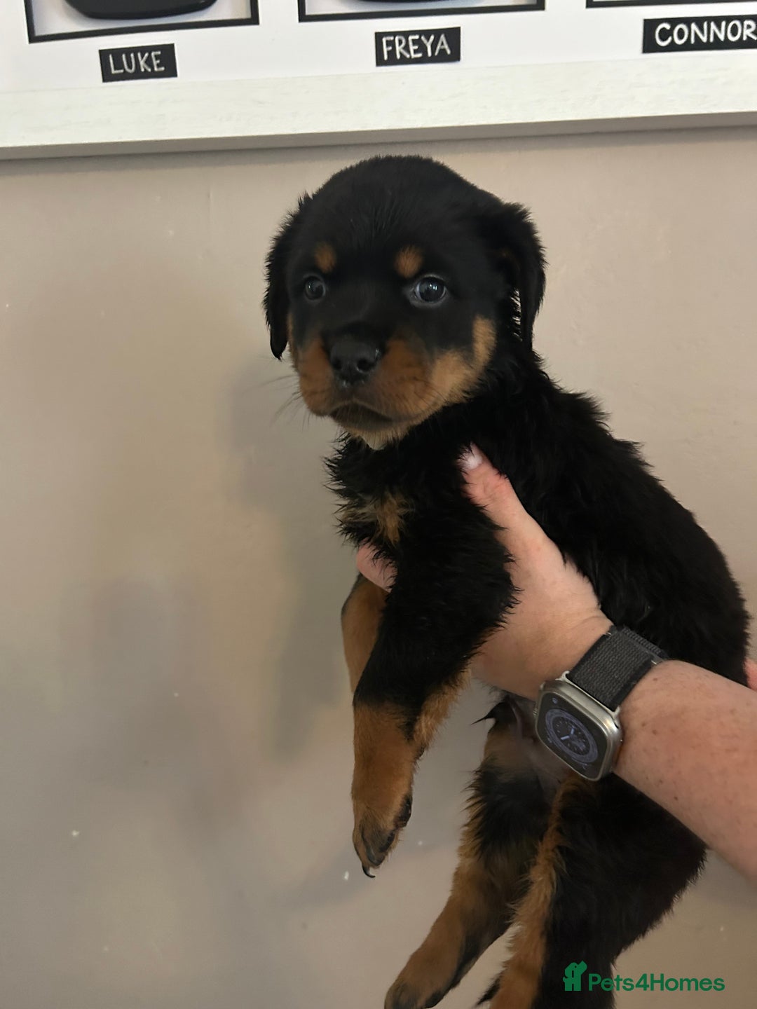 Rottweiler dogs for sale: Chunky Rottweilers for Sale - Image 11