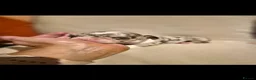 French Bulldog dogs for sale: Beautiful french bulldog puppies - Advert 14