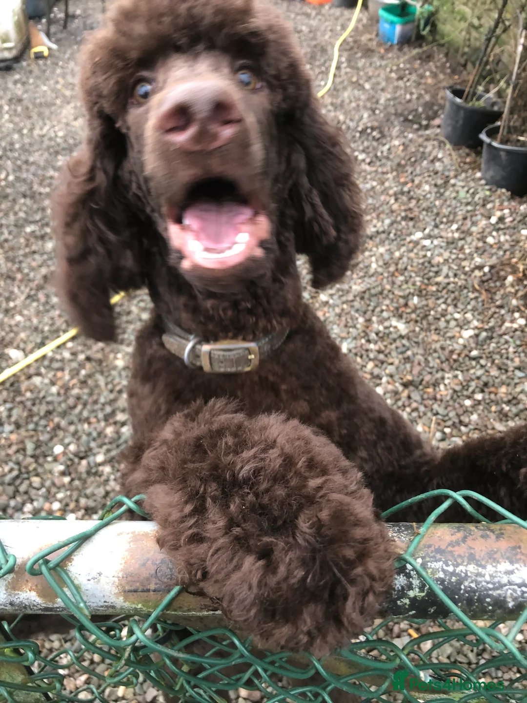 Poodle dogs for stud: Chocolate standard poodle available for stud duty in Dunblane - Advert 2