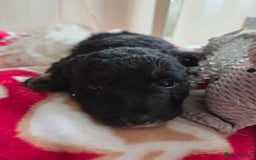 Bordoodle dogs for sale: Bordoodle pups - Advert 6