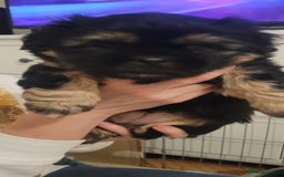 Shih Tzu dogs for sale: Shih tzu puppies - Image 7